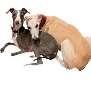 Stylish Dog Collar in Red and Black